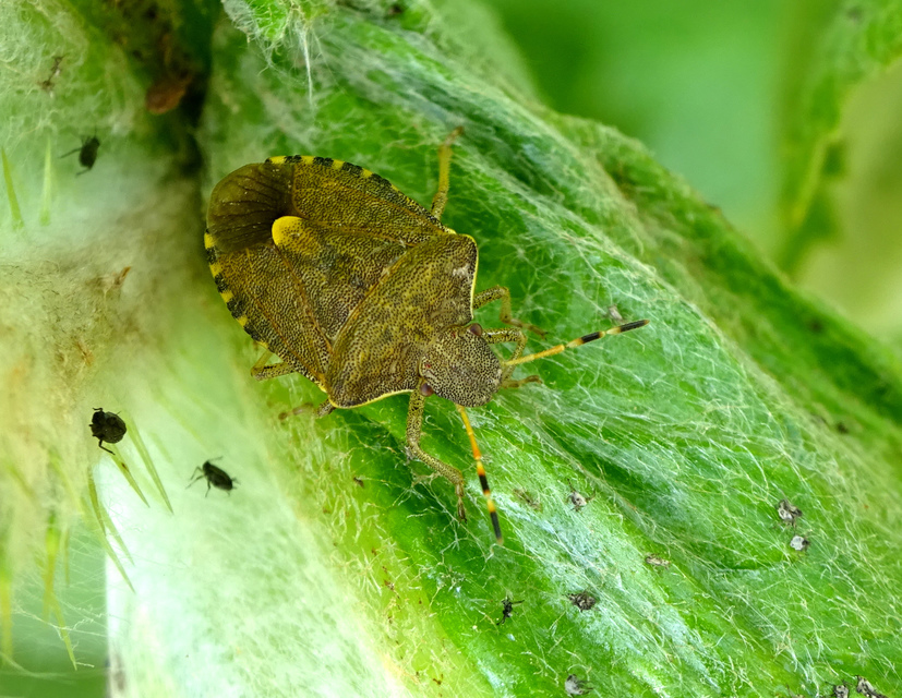 Peribalus strictus - tavaszi címerespoloska Peribalus strictus - tavaszi címerespoloska