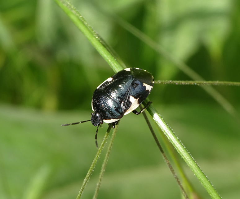 Tritomegas sexmaculatus - hatfoltos földipoloska