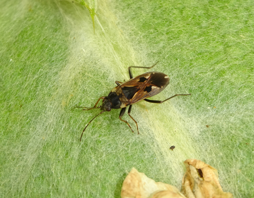 Rhyparochromus vulgaris - közönséges díszesbodobács