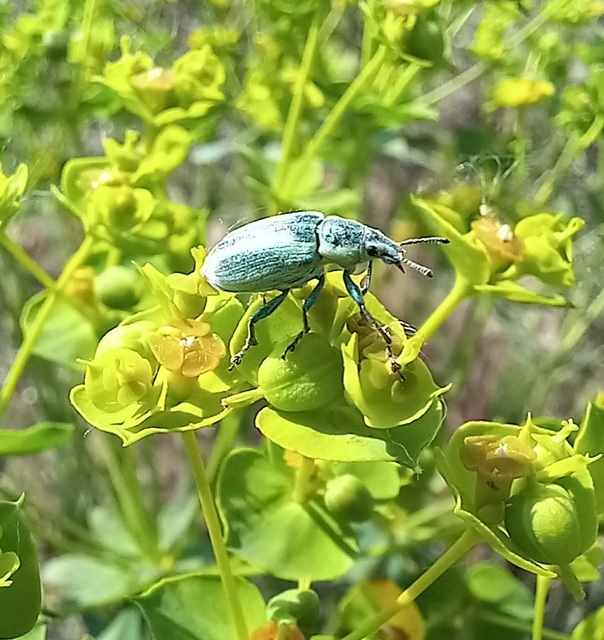 Chlorophanus excisus - kerektorú zöldormányos