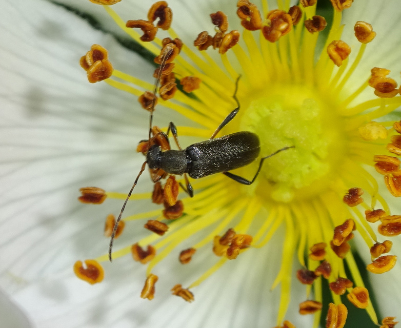 Grammoptera ruficornis - gyűrűscsápú galagonyacincér Grammoptera ruficornis - gyűrűscsápú galagonyacincér