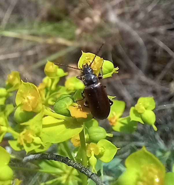 Omophlus lividipes - kis pejbogár Omophlus lividipes - kis pejbogár