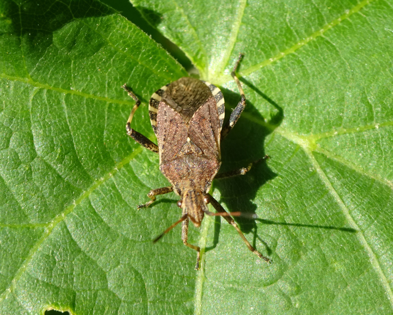 Ceraleptus gracilicornis - tüskéslábú karimáspoloska