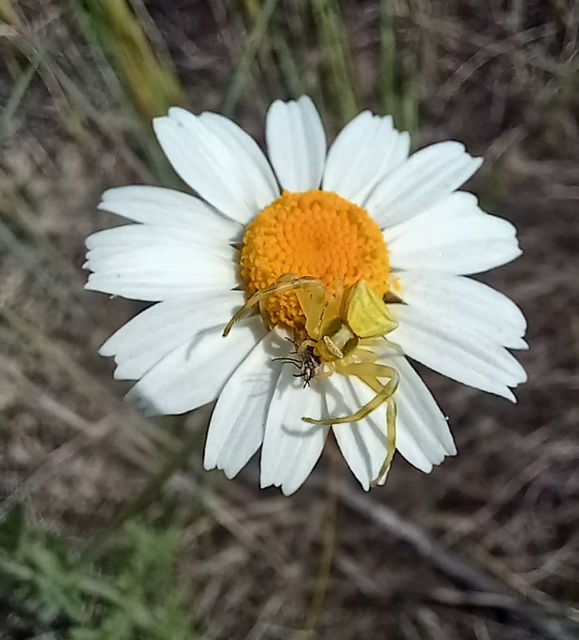 Thomisus onustus - fehér karolópók