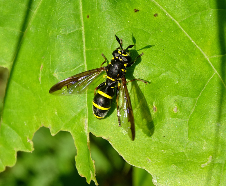 Sphiximorpha subsessilis - galagonya orsócsápúlégy