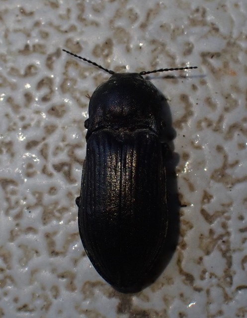 Selatosomus latus - széles pattanó
