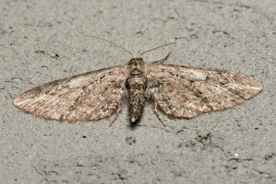 Eupithecia ochridata - mezeiüröm-törpearaszoló
