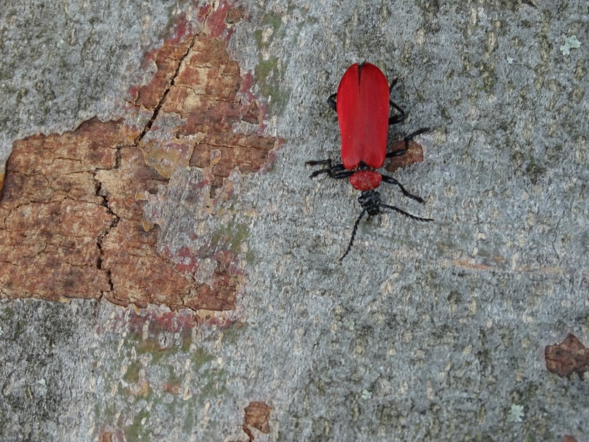 Pyrochroa coccinea - nagy bíborbogár