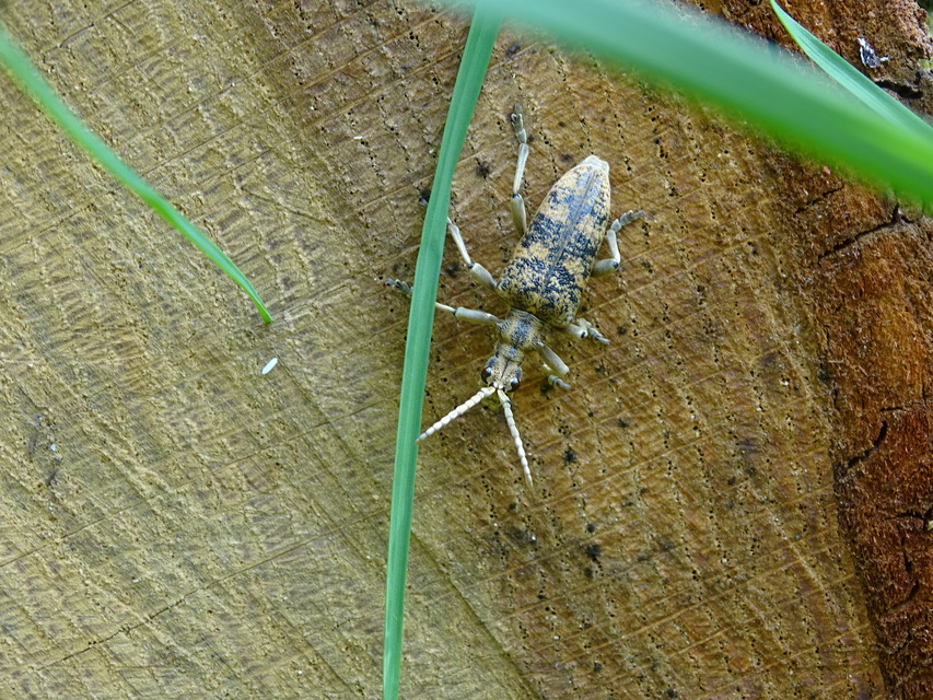 Rhagium sycophanta - tölgyes-tövisescincér