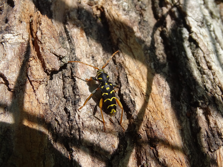 Plagionotus arcuatus - bársonyos darázscincér