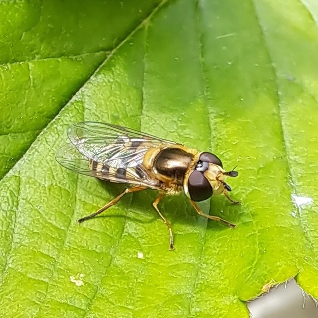 Syrphidae - zengőlegyek