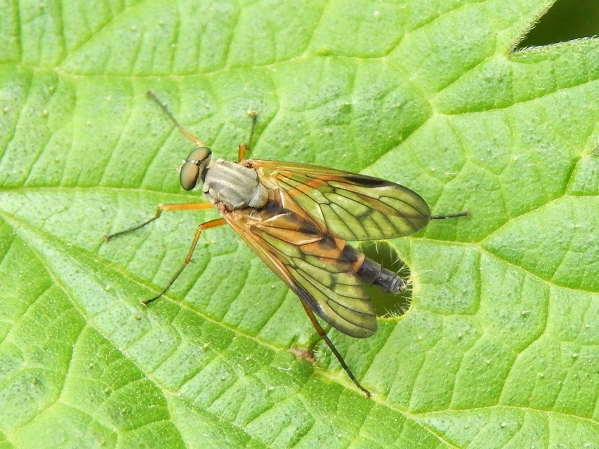 Rhagionidae - kószalégyfélék