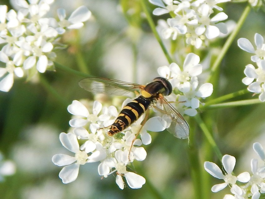 Sphaerophoria