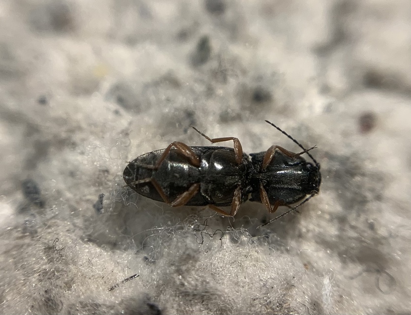 Cardiophorus erichsoni - sötét szívespattanó