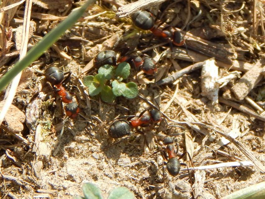 Formica pratensis - réti vöröshangya