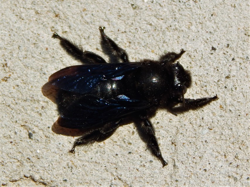 Xylocopa