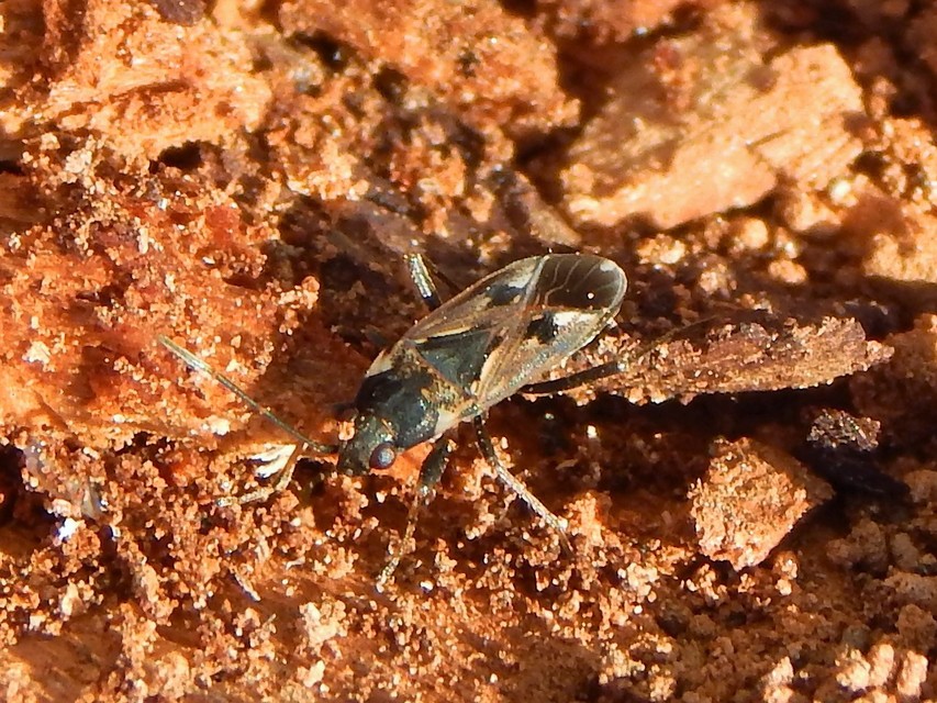 Rhyparochromus vulgaris - közönséges díszesbodobács