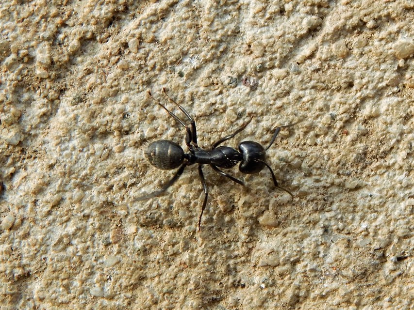 Camponotus vagus - fekete lóhangya