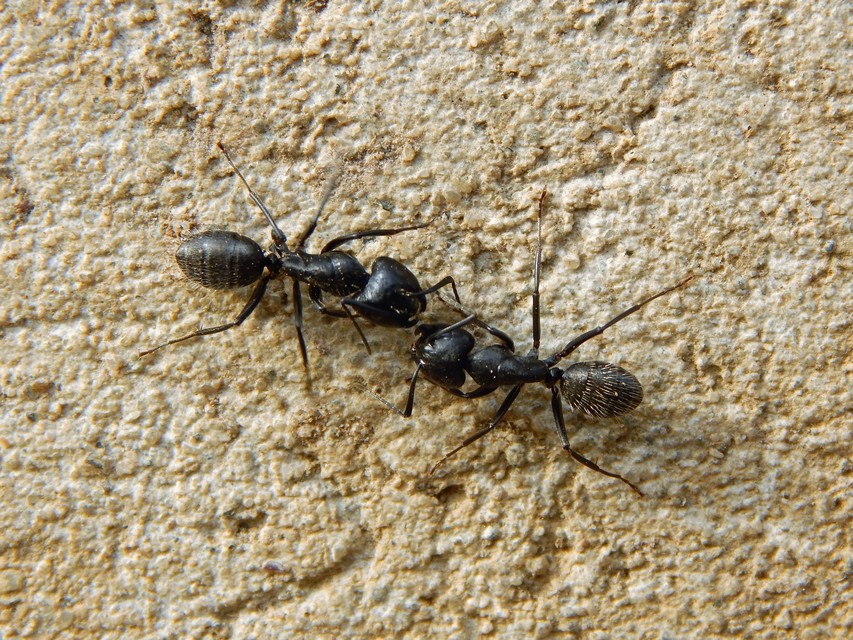 Camponotus vagus - fekete lóhangya