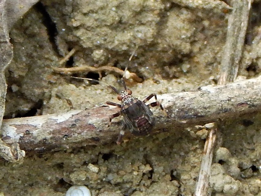 Mermitelocerus schmidtii