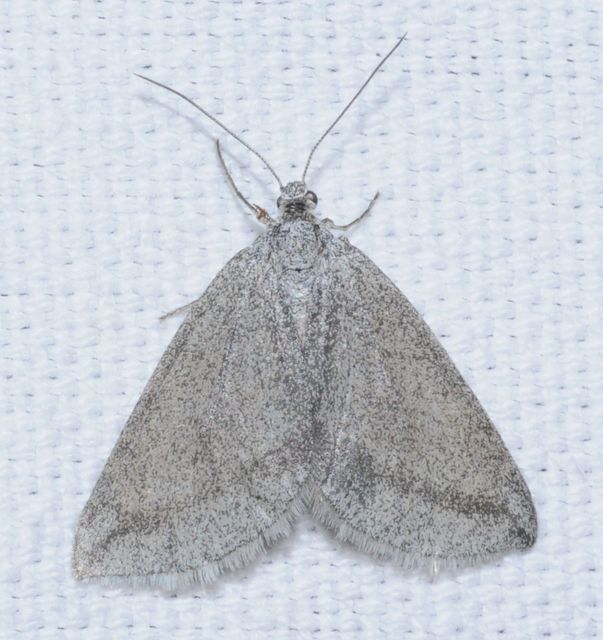 Lithostege griseata - szürke araszoló