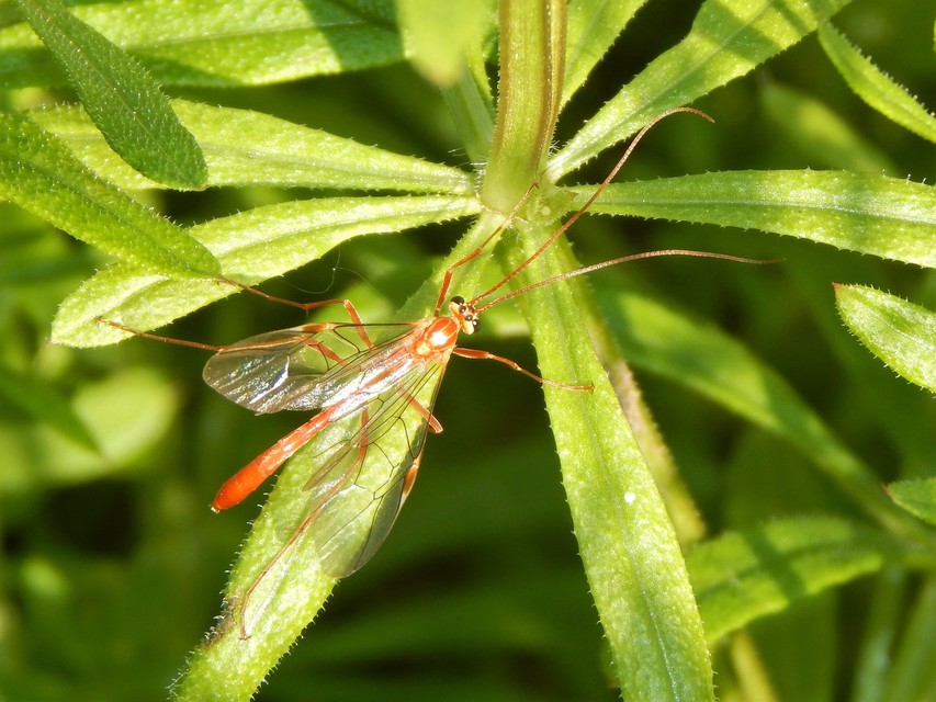 Ophion obscuratus