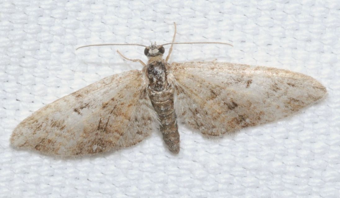 Eupithecia abbreviata - korai törpearaszoló