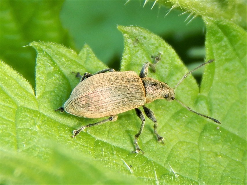 Phyllobius pomaceus - csalán-levélormányos
