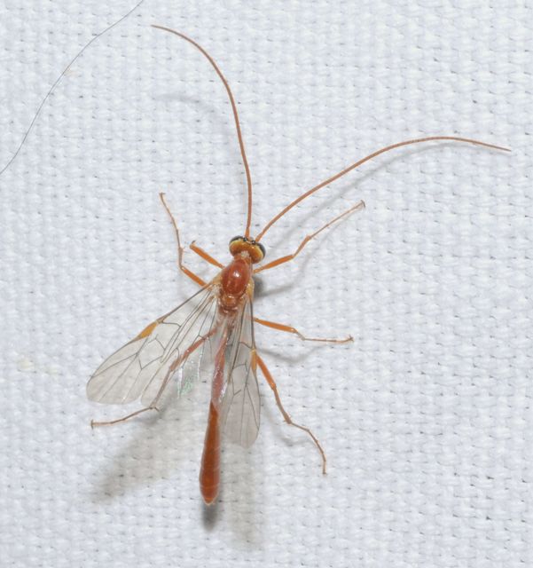 Ophion minutus