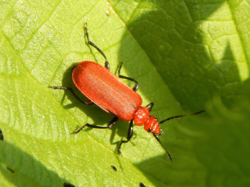 Pyrochroa serraticornis - közép-bíborbogár