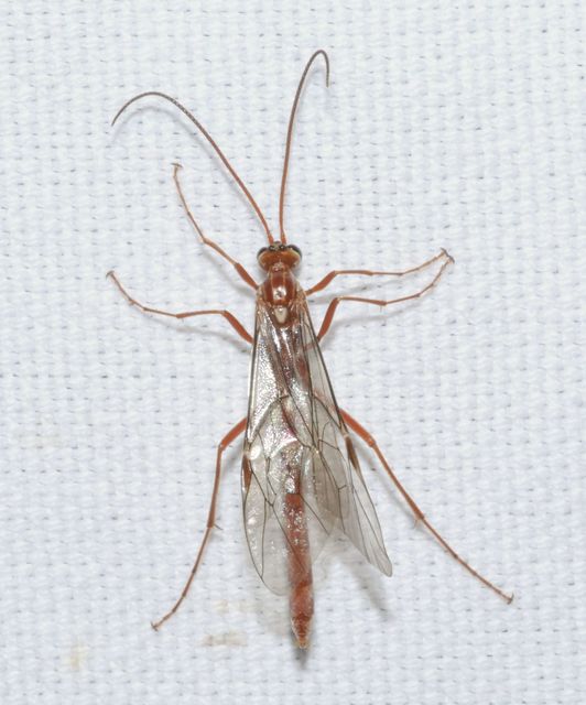 Ophion obscuratus