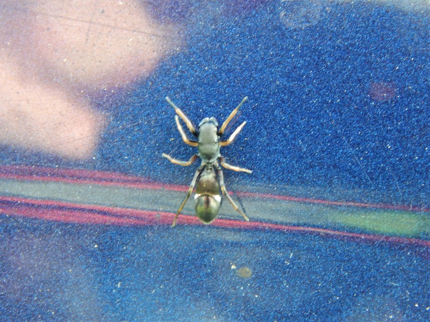 Araneae - Pókok