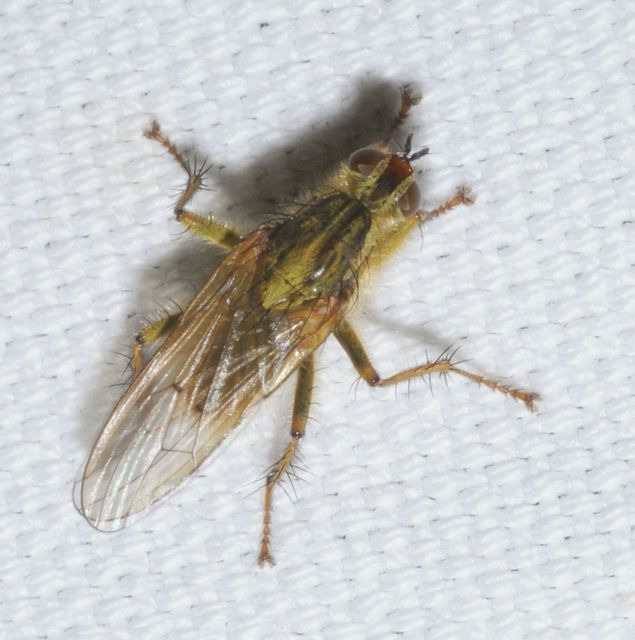 Scathophaga stercoraria - közönséges trágyalégy