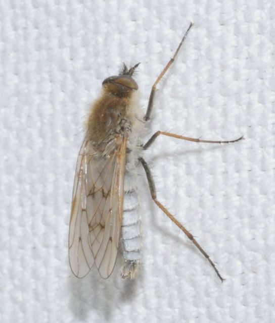 Therevidae - tőröslegyek