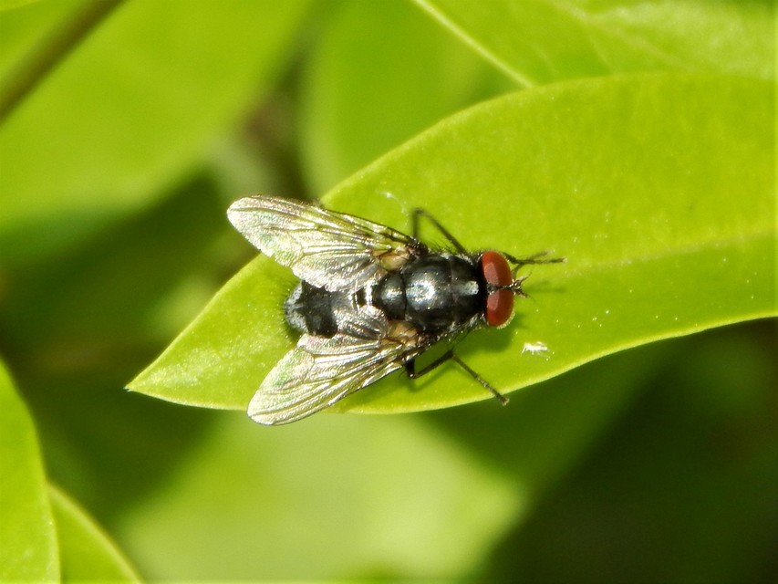 Diptera - Kétszárnyúak