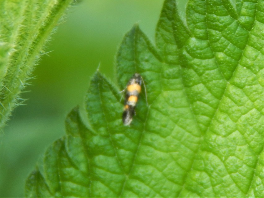 Chrysoesthia sexguttella - aranyfoltos sarlósmoly