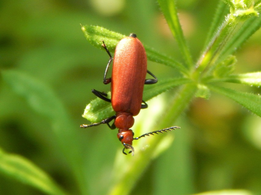 Pyrochroa serraticornis - közép-bíborbogár