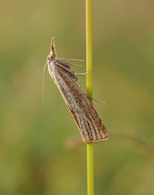 Thisanotia chrysonuchella - tavaszi fűgyökérmoly