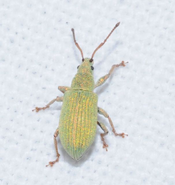 Phyllobius virideaeris - halványzöld levélormányos