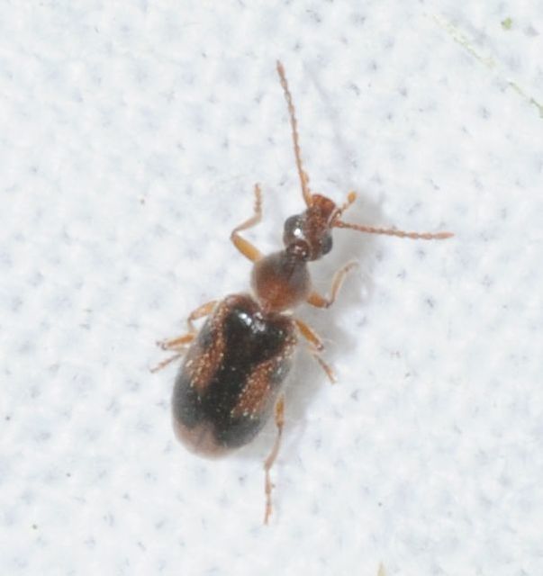 Notoxus monoceros - sárgahasú nyakszarvúbogár