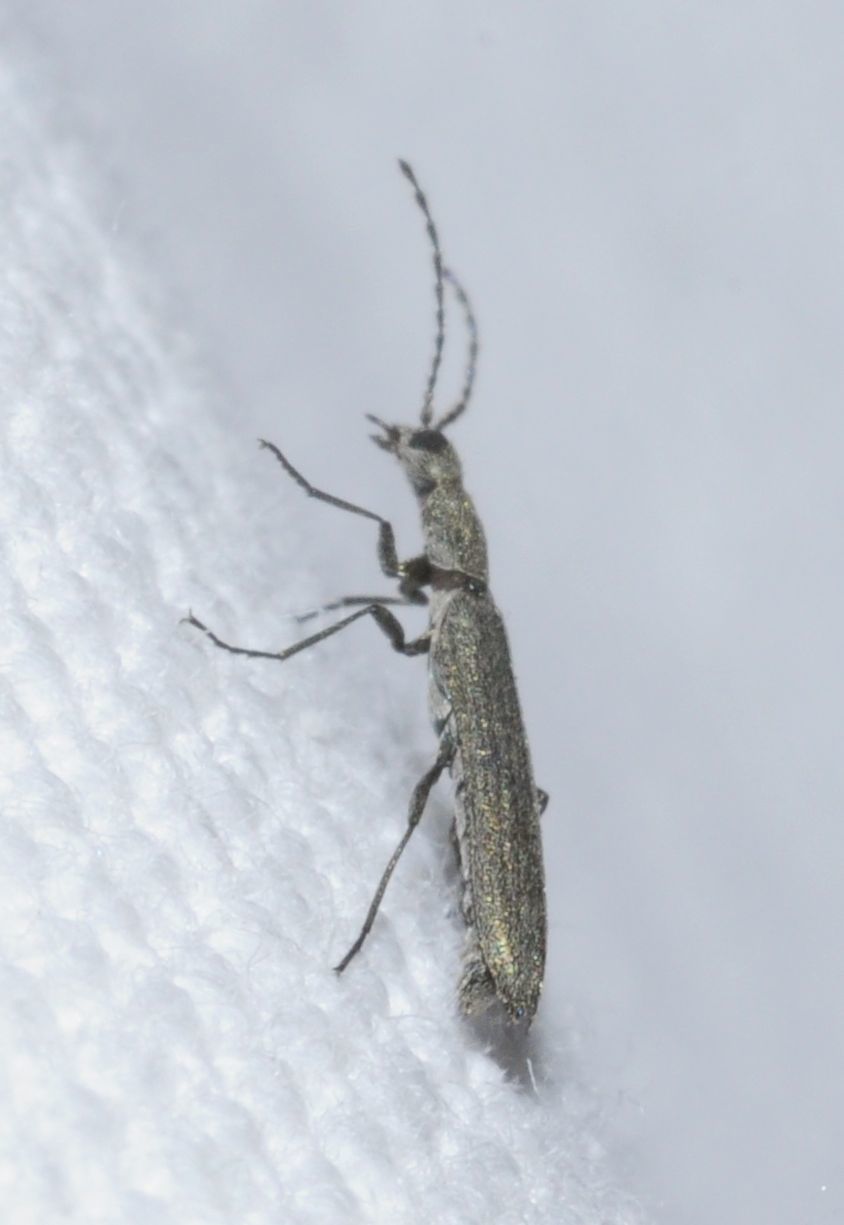 Dolichosoma lineare - ösztövér karimásbogár