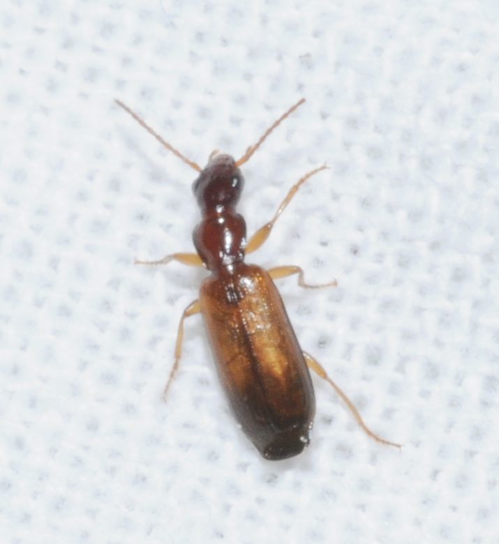 Paradromius linearis - karcsú kéregfutó