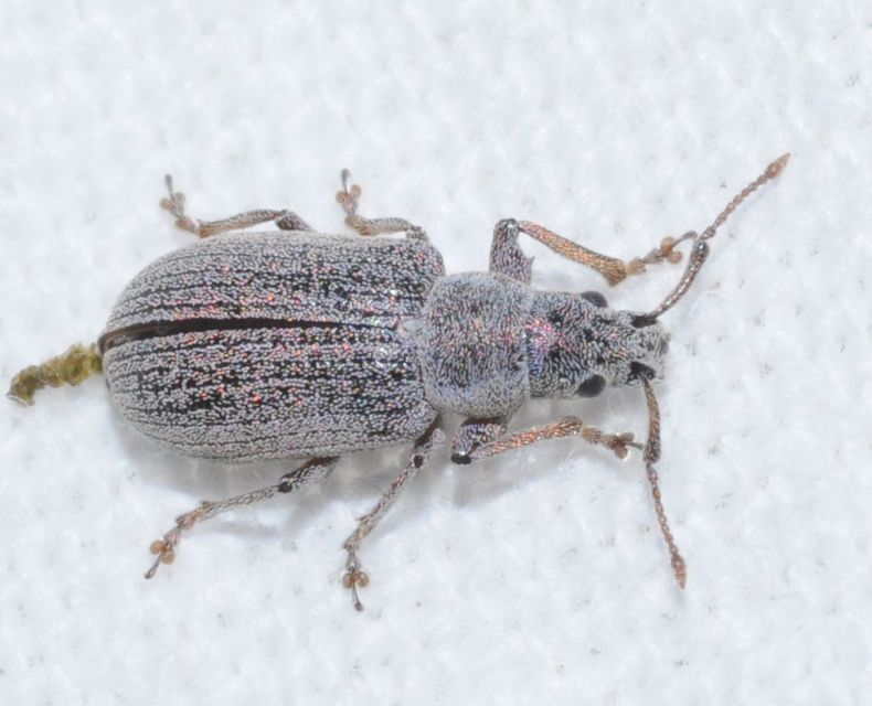 Phyllobius thalassinus - tömpeorrú levélormányos