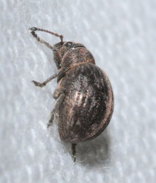 Omias