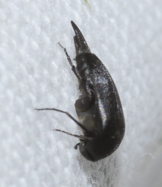 Mordellidae - marókafélék