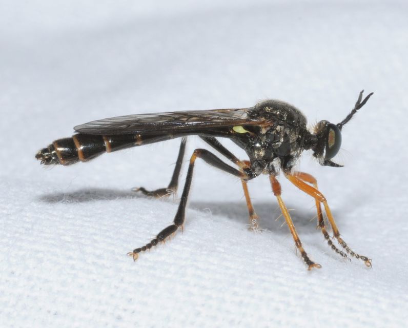 Dioctria rufipes