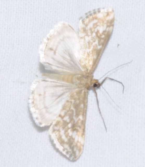 Evergestis frumentalis - tavaszi dudvamoly