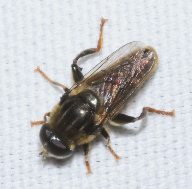 Merodon