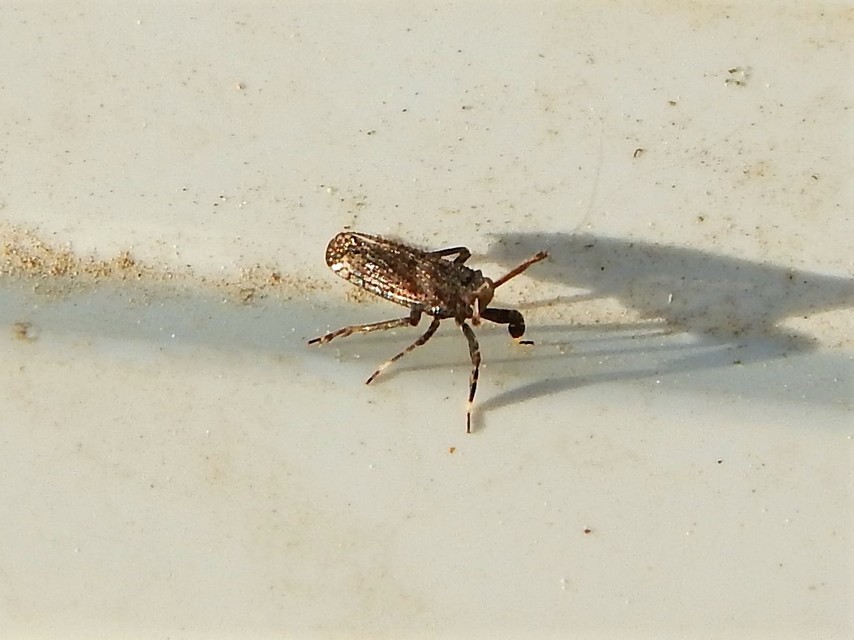 Diptera - Kétszárnyúak