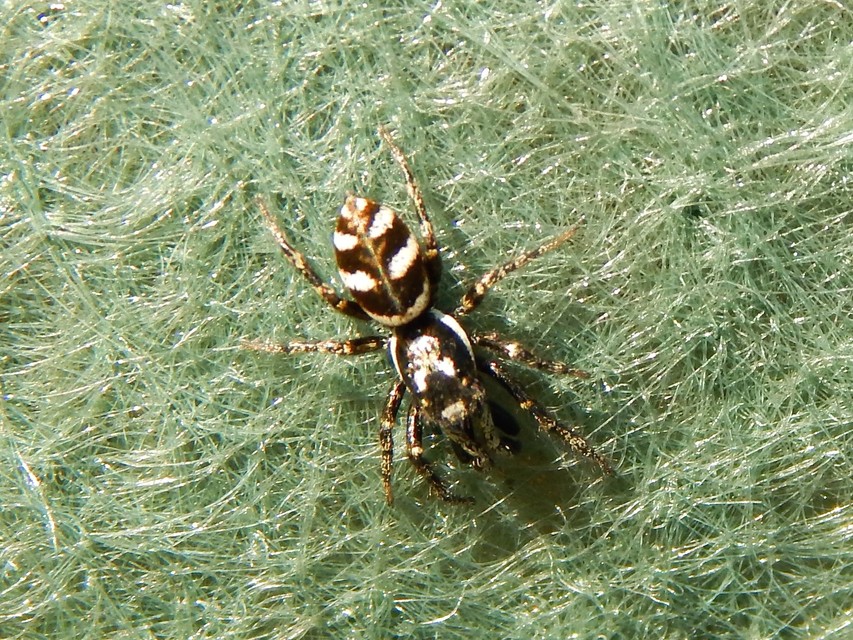 Araneae - Pókok